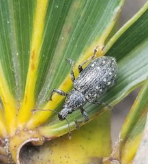 Lachnopus floridanus