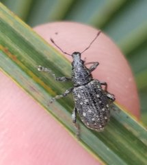 Lachnopus floridanus
