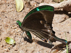 Papilio crino