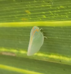 Ormenaria rufifascia