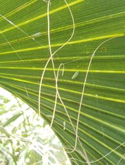 Ormenaria rufifascia