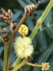 Acacia elata