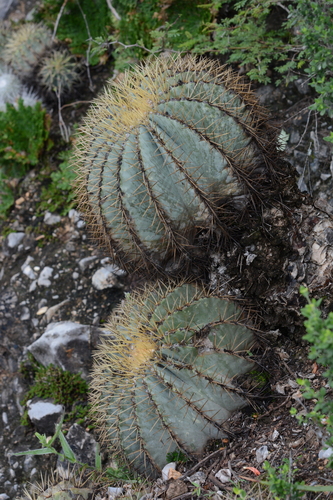 Ferocactus glaucescens iNat (2)