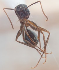 Camponotus anthrax
