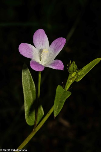Hibiscus caerulescens image
