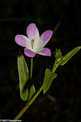 Image of Hibiscus caerulescens