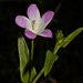 Hibiscus caerulescens - Photo (c) Solofo Eric Rakotoarisoa, μερικά δικαιώματα διατηρούνται (CC BY-NC), uploaded by Solofo Eric Rakotoarisoa