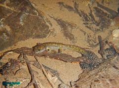 Paradactylodon persicus