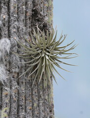 Tillandsia mauryana