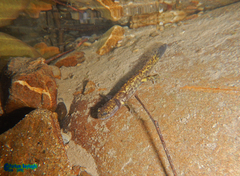 Paradactylodon persicus