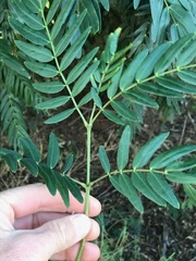 Acacia elata