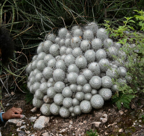 Mammillaria geminispina