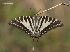 Graphium nomius