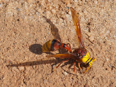 Delta pyriforme pyriforme