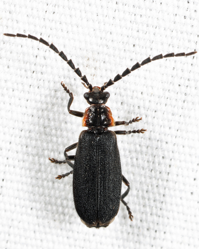 Polemius laticornis (Say, 1825)