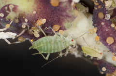 Acyrthosiphon lactucae