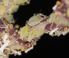 Acyrthosiphon lactucae