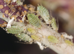 Acyrthosiphon lactucae