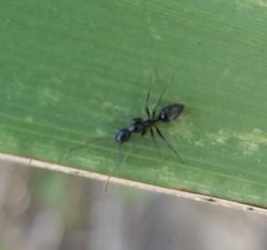 Camponotus sexguttatus