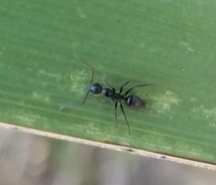 Camponotus sexguttatus