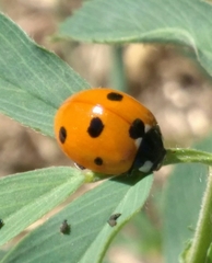 Coccinella septempunctata