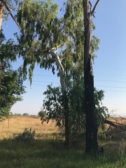 Eucalyptus camaldulensis