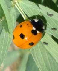 Coccinella septempunctata