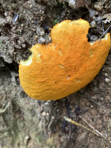 Aureoboletus auriflammeus