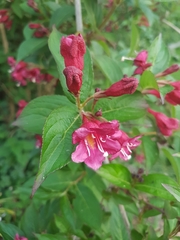 Weigela