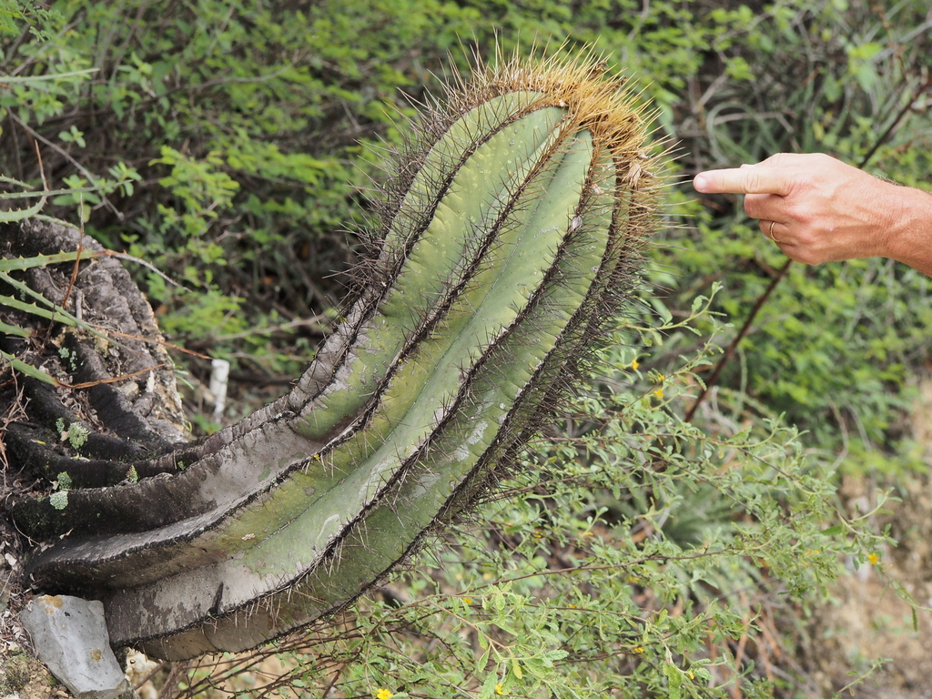 Astrophytum ornatum, Hidalgo, MX