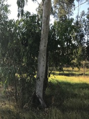 Eucalyptus camaldulensis