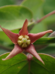 Vincetoxicum chinense