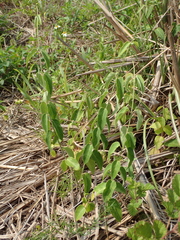 Vincetoxicum chinense