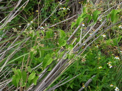 Vincetoxicum chinense