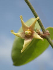 Vincetoxicum chinense