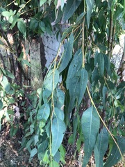 Eucalyptus camaldulensis