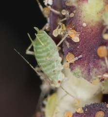 Acyrthosiphon lactucae