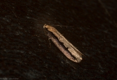 Leptocroca sanguinolenta