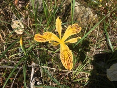 Iris innominata