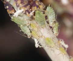 Acyrthosiphon lactucae