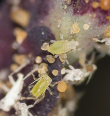 Acyrthosiphon lactucae