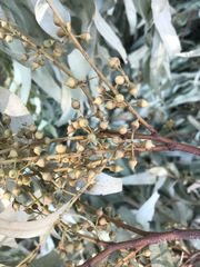 Eucalyptus camaldulensis