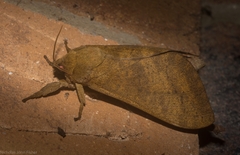 Oxycanus beltista