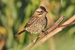 Rufous-Collared Sparrow photo 6