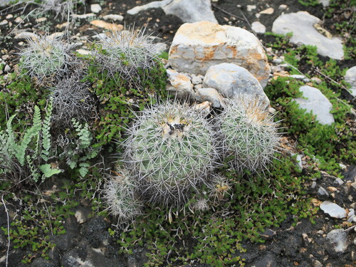 Kadenicarpus horripilus