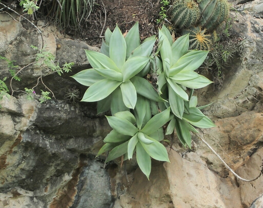 Agave mitis, Metztitlán, Hgo., Mexico