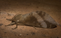 Oxycanus beltista