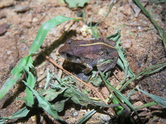 Arthroleptis stenodactylus