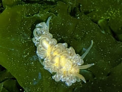 Spurilla braziliana