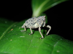 Poropterus ellipticus